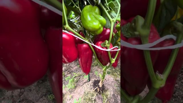 УРОЖАЙНЫЙ СОРТ СЧАСТЛИВЧИК