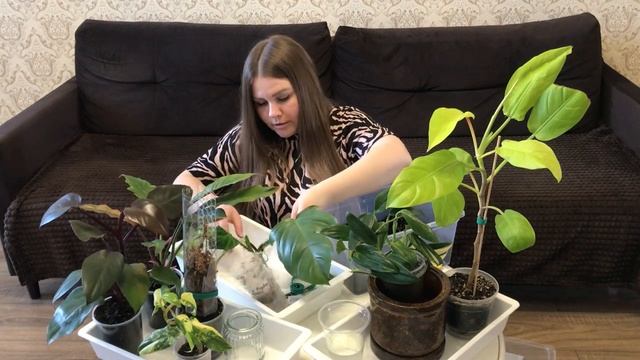 ФИЛОДЕНДРОНЫ | Новички, пересадка, черенкование