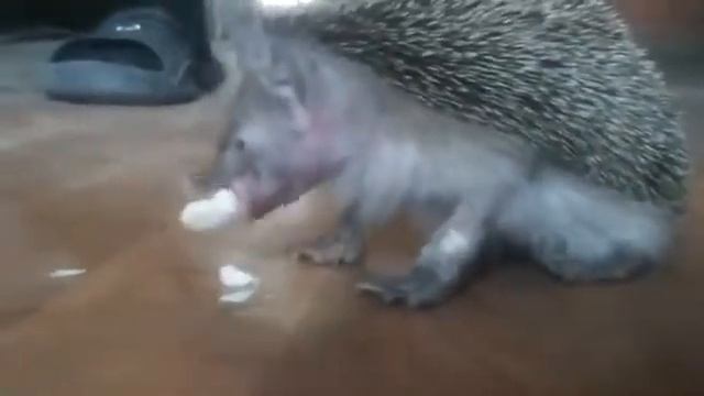 Еж Володя.Приколы)