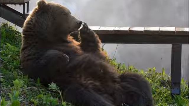 Как #дудка #медведь спасла.