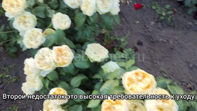 Вайт и Свит Вувузела! непревзойдённая роскошь цветени