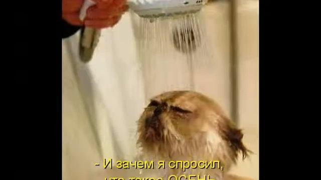 Кошачий позитив 2