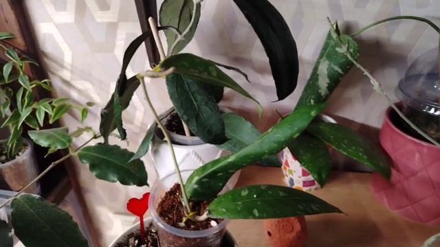 /Обзор коллекции хой/Часть 1/