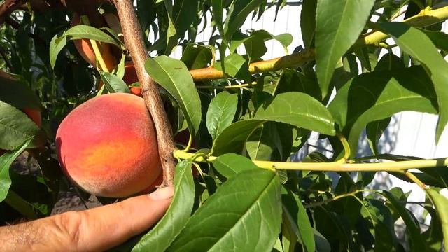 Сорт со вкусом настоящего классического персика - СТА?