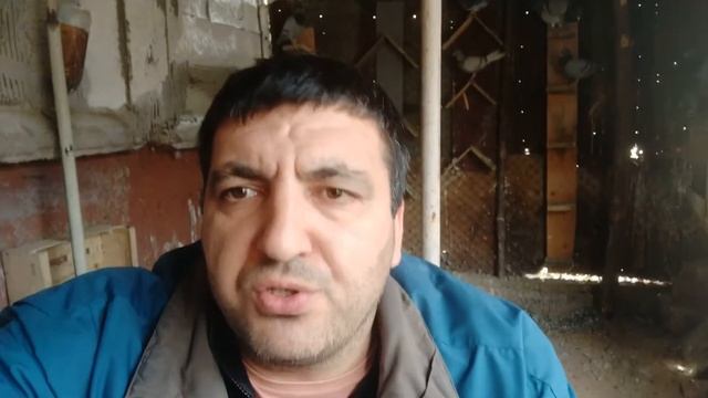 почтовые спортивные голуби - потерял рыжего голубя ((