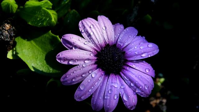 Чаян Фамали - Gipsy  ПРЕМЬЕРА 2018