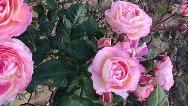 Роза 🌹 шраб Мадам де Сталь