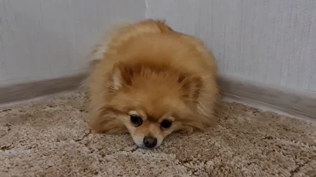 Шпиц Ми-Ми-Мишка😘