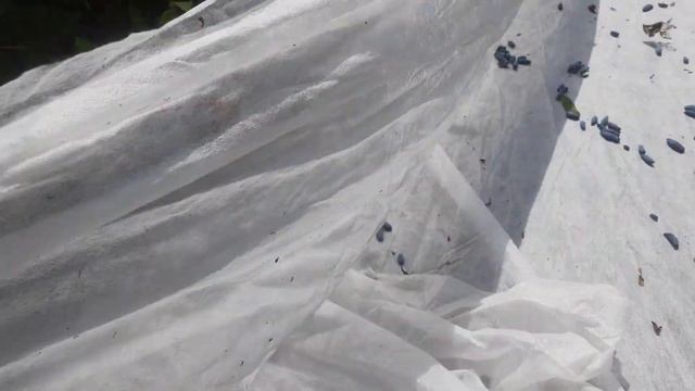 жимолость крупноплодная Сильгинка, сбор отряхиванием