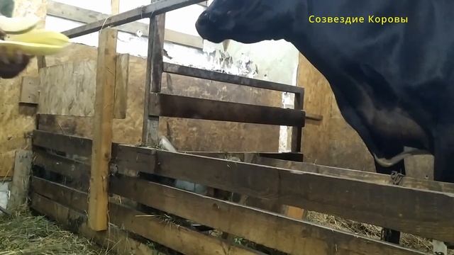 Дыня для коровы. Чем еще можно накормить корову?