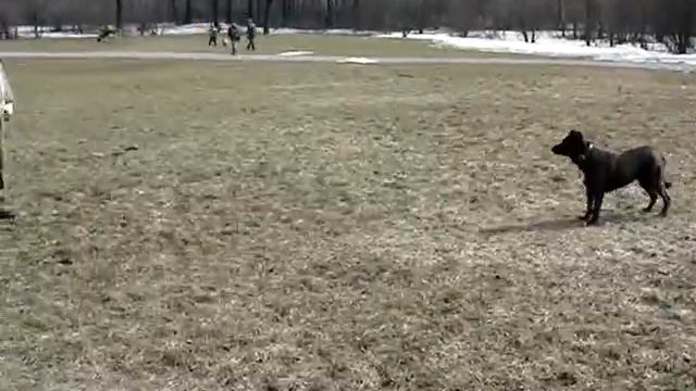 Илья и Бетти