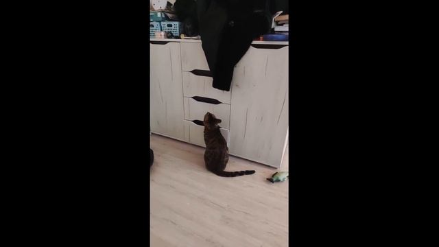 сборка котики #pets #cat #animals #бенгальскаякошка #funny #vlog #приколы #кот #котики #коты #котят