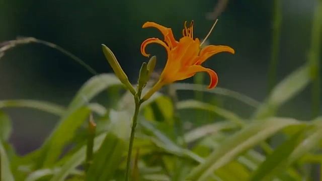 ЧУДО ДУА СИЛЬНАЯ ПОМОЩЬ АЛЛАХ ОТКРОЕТ ВАМ ВСЕ ДВЕРИ #д?