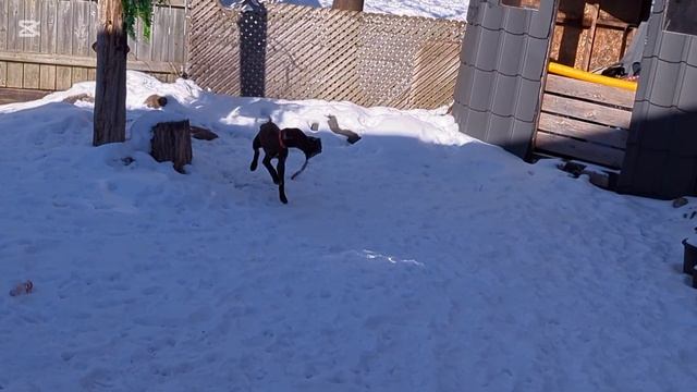 Щенок курцхаара/воспитываю и присматриваю за ним