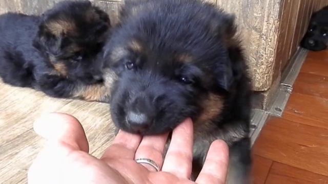 МАЛЫШИ ЩЕНКИ немецкой овчарки. Super Puppies German Shepherd! Одесс?