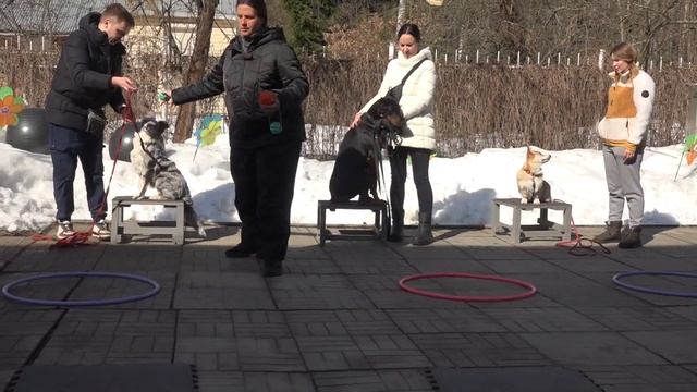 Догтренинг 734. Бордер, доберман, корги - сезонные задач?