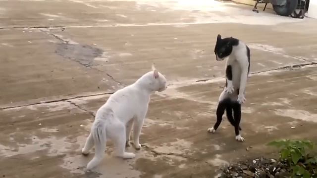Приколы с кошками.Прикол с котами