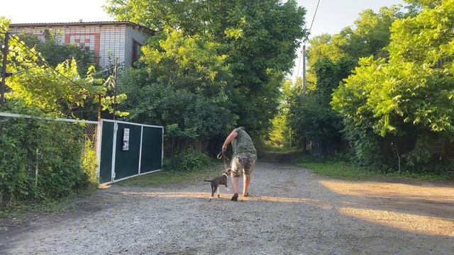 Американский стаффордширский терьер 3,5 месяцев Рой! С?