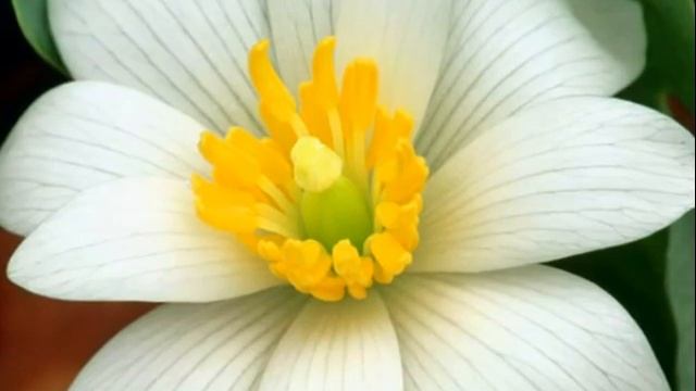 ПОЗДРАВЛЕНИЯ ЛЕСИ