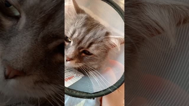 кошка заболела