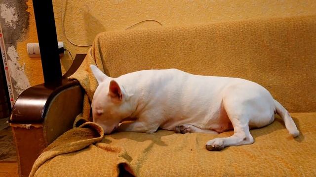 Бультерьеры Снап и Дэнни - Охотничий инстинкт 🦝 Snap and D