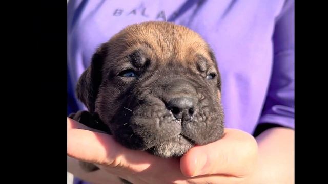 Кане Корсо Крым яркая девочка. Свободна