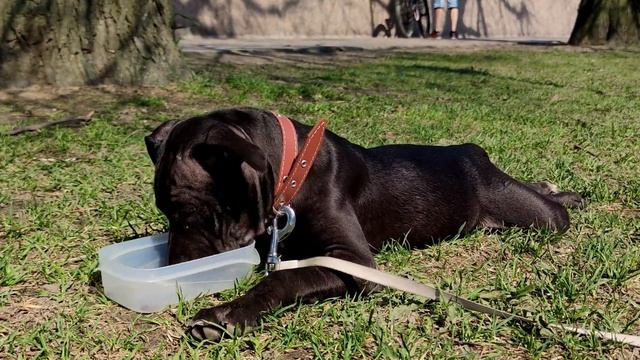 Питбуль Бертруда. Первое путешествие с Ириной