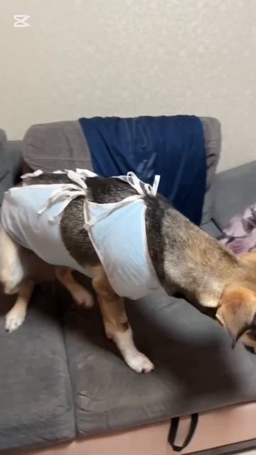 наша дворняга Бойня. Посмотрите какая она умничка.