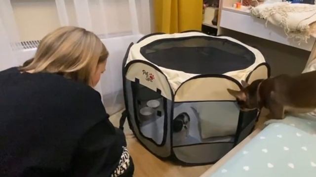 💥КОТ снова В ШОКЕ!😱 Вторая собака в доме! 🐾 Первая в?