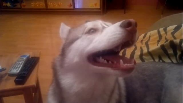 Хаски говорит-Я люблю тебя - Husky Says I Love You