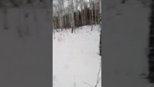 #Русско-европейские лайки. #Охота