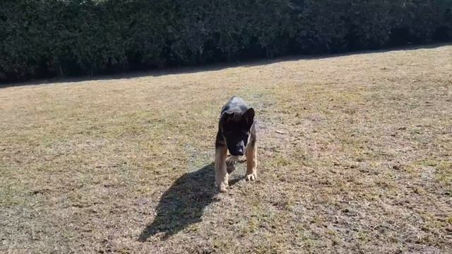 Кобель немецкой овчарки. Продажа. Вилли 2.5 мес