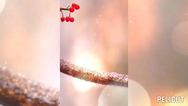 Бархат Алых Роз.