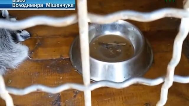 В яких умовах тримають єнотів в оздоровчому комплексі на Берегівщині?