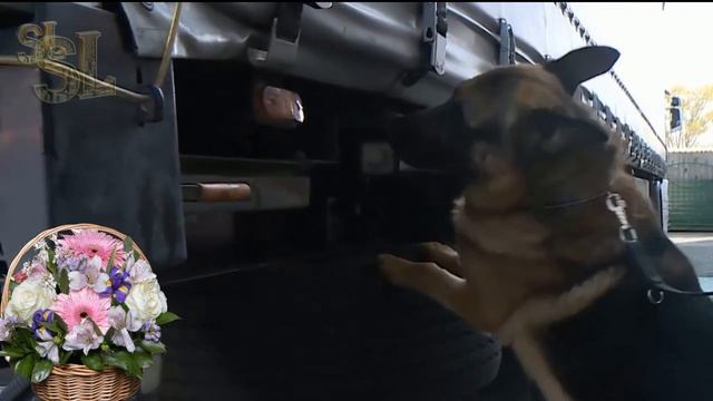 🎉🎵🌹Поздравления с Днем таможенника 2024, красивые ви