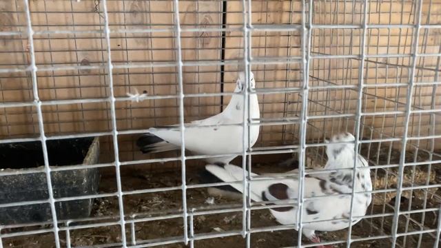 Старопородных бакинские голуби!!!!