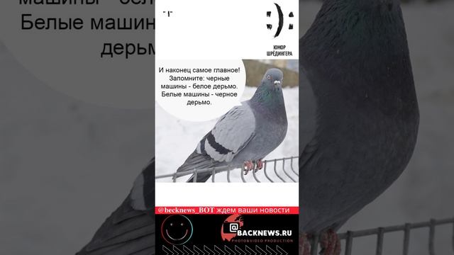 #Юмор Шрёдингера, диалог, переписка, цитаты, сегодня 22,09,25