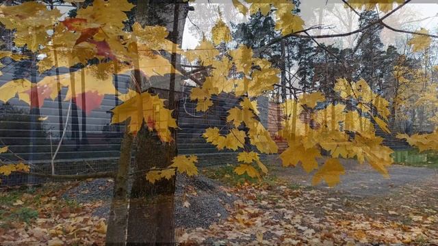 Лисий Нос осень Последнее тангО