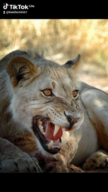 Мой знак зодиака лев 🦁 ✨✨🔥✨✨🖕🖕🖕💢🔥💢🔥💢🔥💢