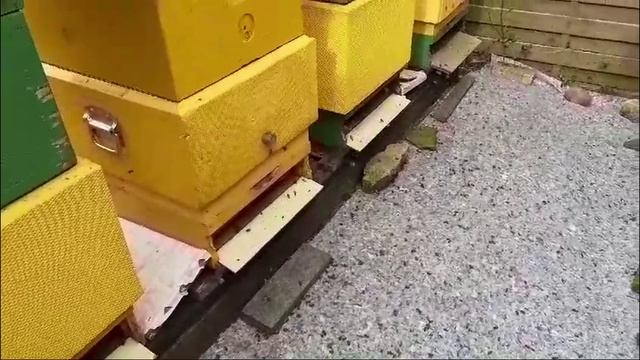 Пчёлы выжили. Сезон начинаем.