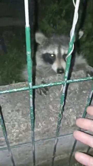 енот шкодник пришел