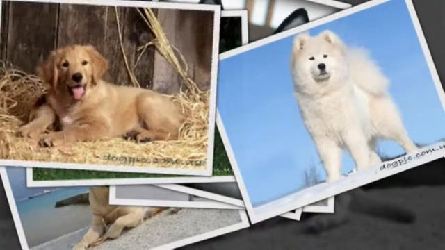 САМЫЕ СМЕШНЫЕ СОБАКИ 2015 - Лучшая Подборка #6 - Прикольные и Весёлые Собаки - ДО СЛЁЗ