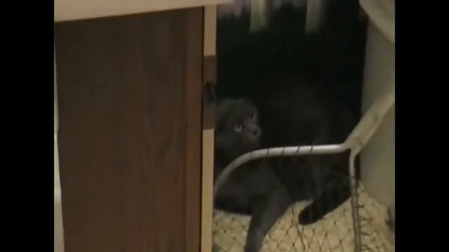 Животные у ветеринара - ПРИКОЛ!!!!!