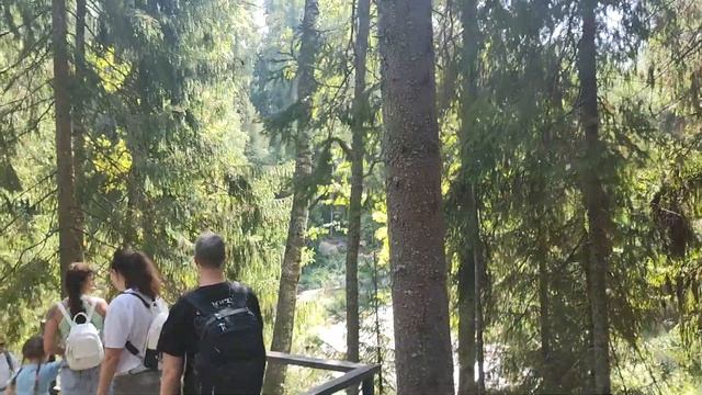 Ушли в Лес за грибами, Линдуловская роща, Mushroom, Forest #top #m