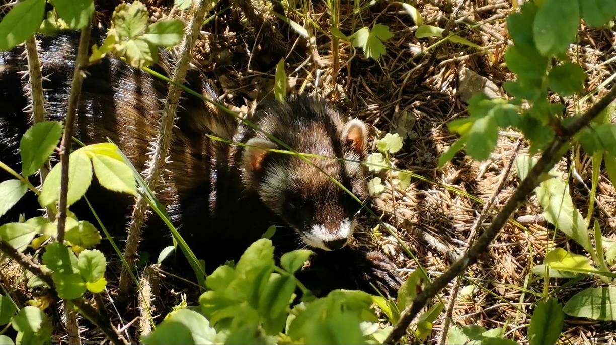 Хорёк. 24.05.25 г.