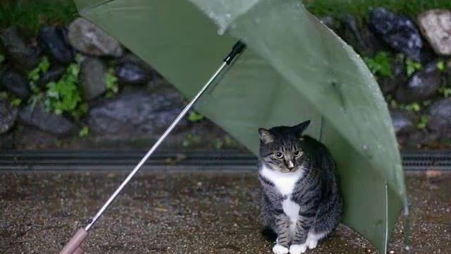 Мой Новосибирск.mp4