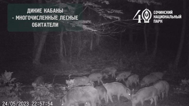 Животный мир Сочинских лесов