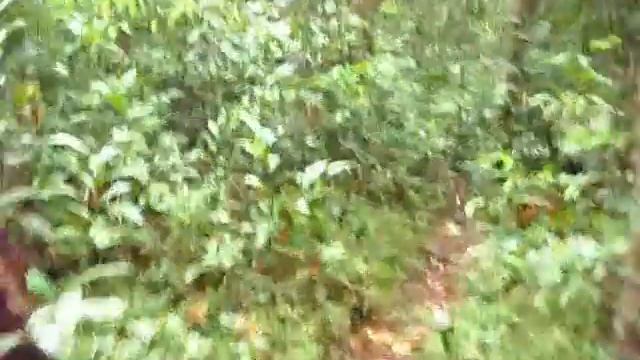 Амазония  Зима 2011