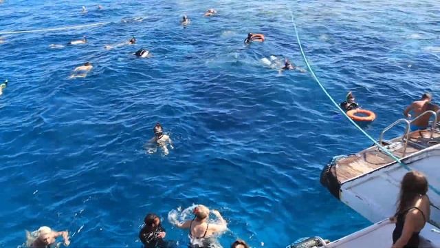 Egypt. Морской заповедник Ras Mohammed. Red Sea. Sharm-El-Sheikh #egypt #red_sea