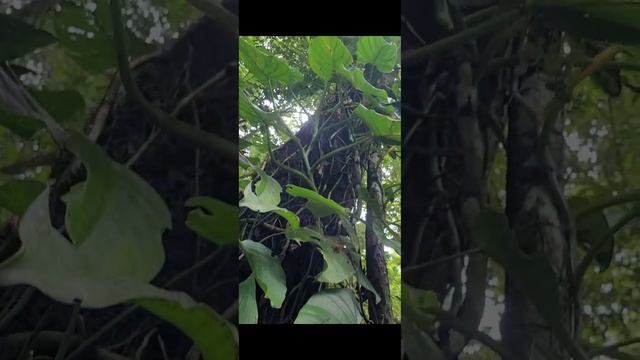 Эквадор,Пуэрто Мисауали,джунгли,водопад,купание,раст?